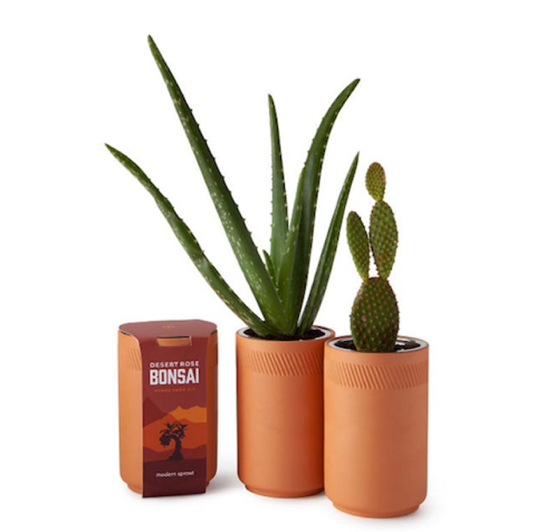 Indoor Desert Grow Kit